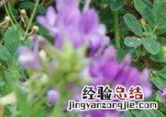 紫花苜蓿图片 紫花苜蓿图片手绘