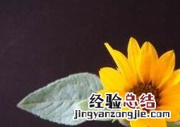 矮向日葵如何种 矮生向日葵怎么种