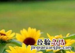 矮向日葵如何种 矮生向日葵怎么种