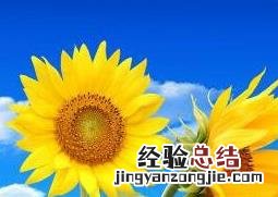 向日葵怎么种植方法 向日葵怎么种植