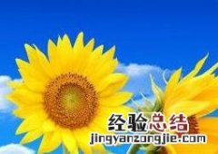 向日葵怎么种植方法 向日葵怎么种植
