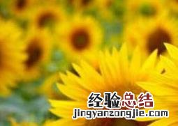 向日葵怎么种植方法 向日葵怎么种植