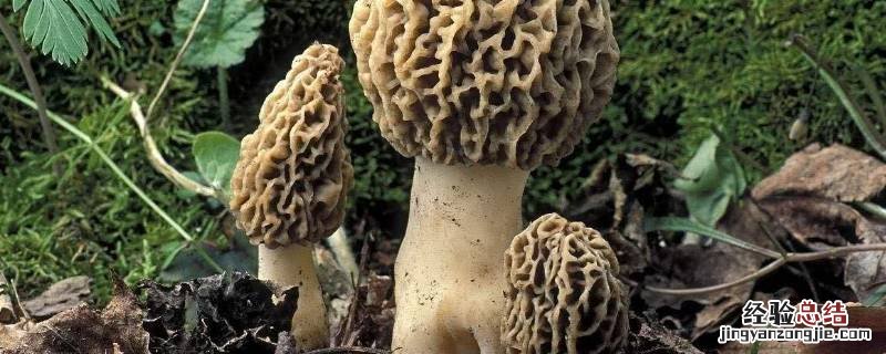 四大名贵菌类 四大名菌是哪几种