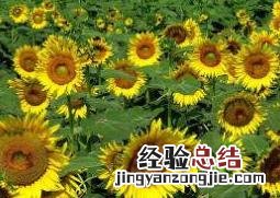 葵花怎么种植 葵花怎么种