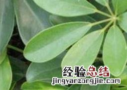 小叶鸭脚木图片 鸭脚木图片