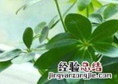 小叶鸭脚木图片 鸭脚木图片