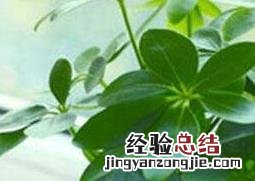 小叶鸭脚木图片 鸭脚木图片
