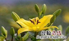 百合花怎么养殖方法和注意事项 百合花怎么养殖方法和注意事项