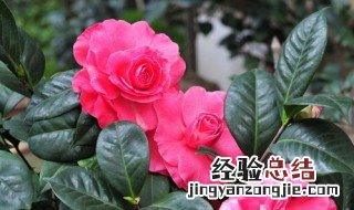 茶花怎么养殖方法和注意事项 茶花如何养殖和注意事项