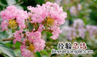 紫薇花的意思 紫薇花的花语和象征意思介绍