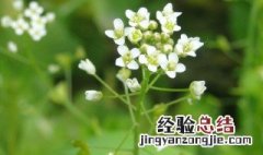 荠菜花的功效作用 荠菜花的功效作用介绍