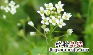 荠菜花的功效作用 荠菜花的功效作用介绍
