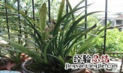 兰花草怎么养殖方法和注意事项 兰花草怎么养殖方法和注意事项