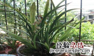兰花草怎么养殖方法和注意事项 兰花草怎么养殖方法和注意事项
