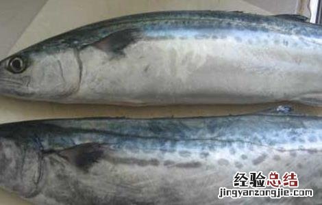 鲅鱼不能和什么一起吃会中毒 鲅鱼不能和什么一起吃