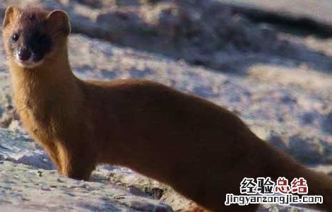 黄鼠狼肉能吃吗