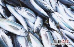 孕妇可以吃鲅鱼吗 孕妇可以吃鲅鱼吗中期