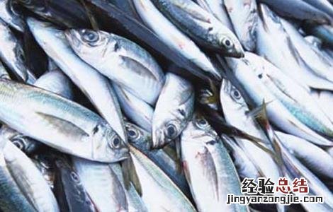 孕妇可以吃鲅鱼吗 孕妇可以吃鲅鱼吗中期