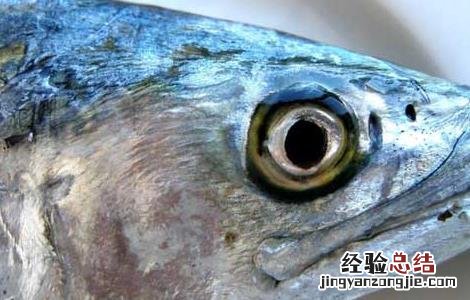 孕妇可以吃鲅鱼吗 孕妇可以吃鲅鱼吗中期