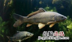 谷雨过后用什么商品饵料钓鲫鱼 谷雨过后用什么商品饵料钓鲫鱼好