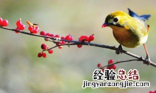 百鸟鸣啭的意思 百鸟鸣啭的意思是指什么