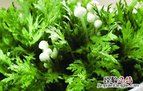 孕妇能吃茼蒿吗晚期 孕妇能吃茼蒿吗