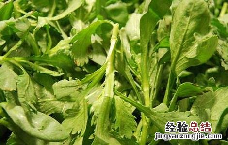 孕妇能吃茼蒿吗晚期 孕妇能吃茼蒿吗