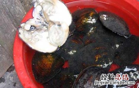 孕妇能吃河蚌吗? 孕妇能吃河蚌吗