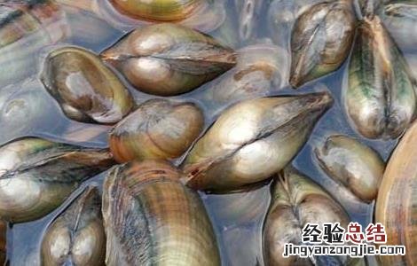 孕妇能吃河蚌吗? 孕妇能吃河蚌吗