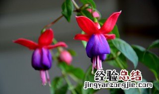 灯笼花扦插几天生根啊 灯笼花扦插几天生根