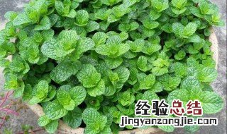 薄荷的功效与作用禁忌 薄荷的功效和作用