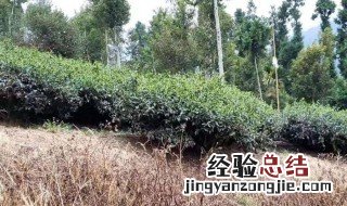 除草剂多久毒性失效 这里有具体的说明快来看