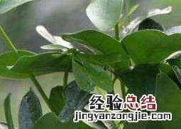 盆栽鸭脚木的方法技巧和注意事项 盆栽鸭脚木的养殖方法和注意事项