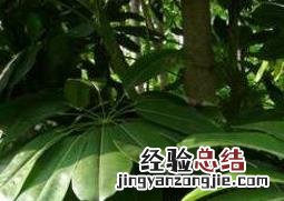 八方来财鸭脚木的养殖方法和注意事项 鸭脚木的养殖方法和注意事项