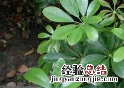 八方来财鸭脚木的养殖方法和注意事项 鸭脚木的养殖方法和注意事项