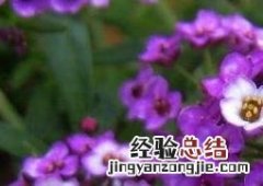香雪球种子怎么种 香雪球种子怎么种出来的