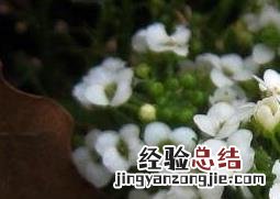 香雪球种子怎么种 香雪球种子怎么种出来的