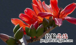 请问木棉花怎么食用 木棉花食用方法