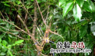 花上有蜘蛛网怎么办 很多人都不知道