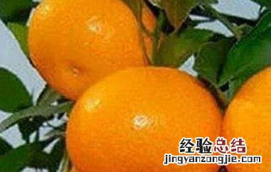 蜜桔的营养功效 吃蜜桔有什么好处和作用