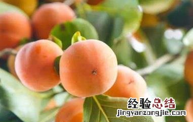 野柿子怎么处理才能吃 小野柿子怎么处理才能吃