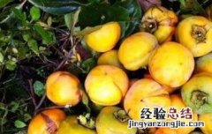 野柿子怎么处理才能吃 小野柿子怎么处理才能吃