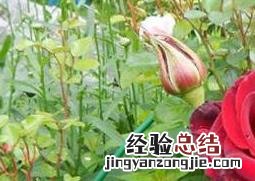 野玫瑰的功效与作用 野玫瑰的功效与作用