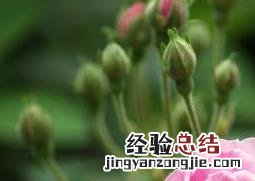 野玫瑰的功效与作用 野玫瑰的功效与作用