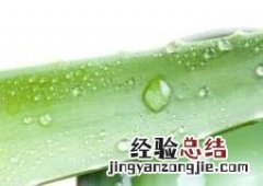 芦荟胶有哪些功效与作用 芦荟胶的作用和功效的功效与作用