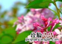 丁香花的种植方法以及养殖技巧 丁香花的养殖方法和注意事项