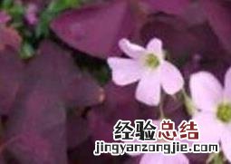丁香花的种植方法以及养殖技巧 丁香花的养殖方法和注意事项