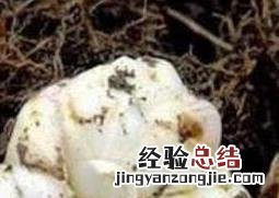 百合花种球如何种植 百合花种球如何种植视频