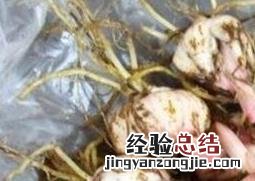 百合花种球如何种植 百合花种球如何种植视频