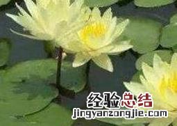 睡莲怎么养殖 睡莲的种植方法 家养